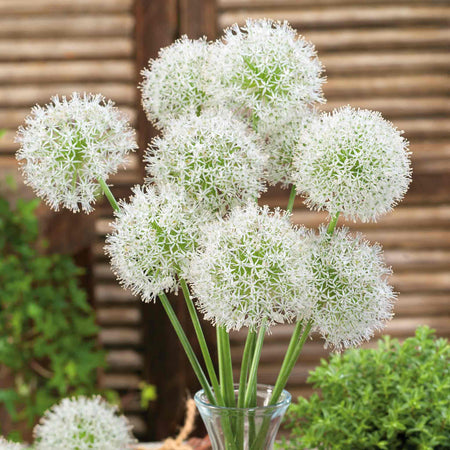 Allium Bulbs 'Mount Everest'