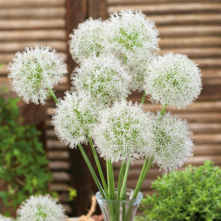 Allium Bulbs 'Mount Everest'