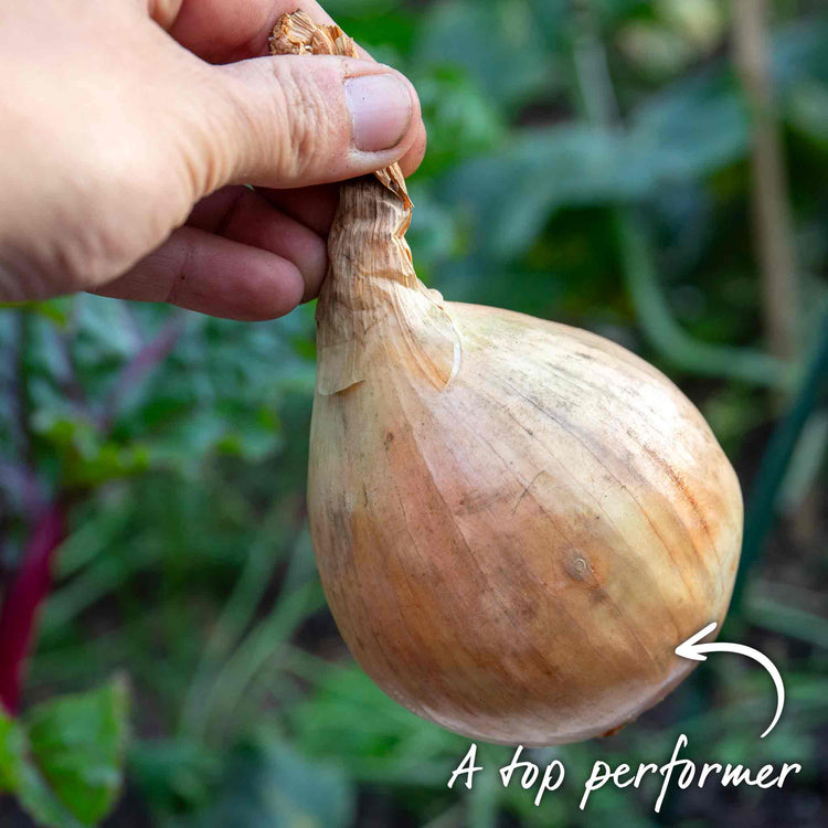 White Onion Sets 'Growers Pick'