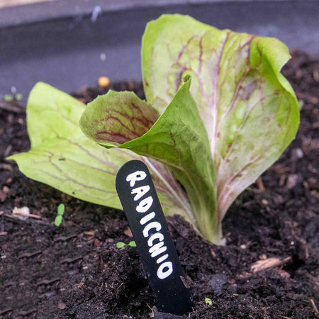 Radicchio Plant 'Indigo'