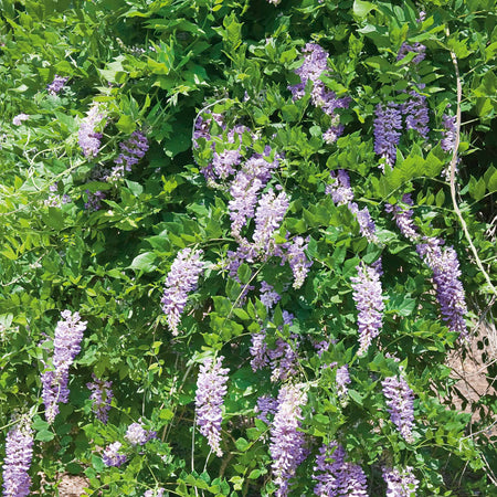 Wisteria 'Amethyst Falls'