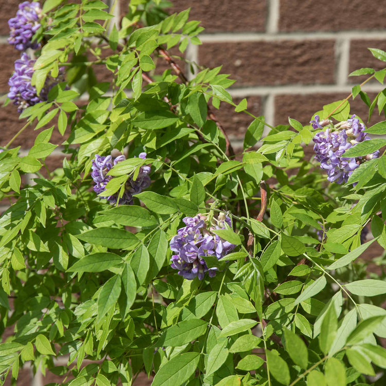 Wisteria 'Amethyst Falls'