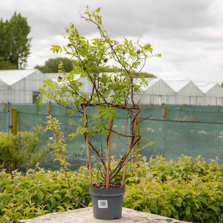 plant wisteria in pot Wisteria Plant 'Amethyst Falls'