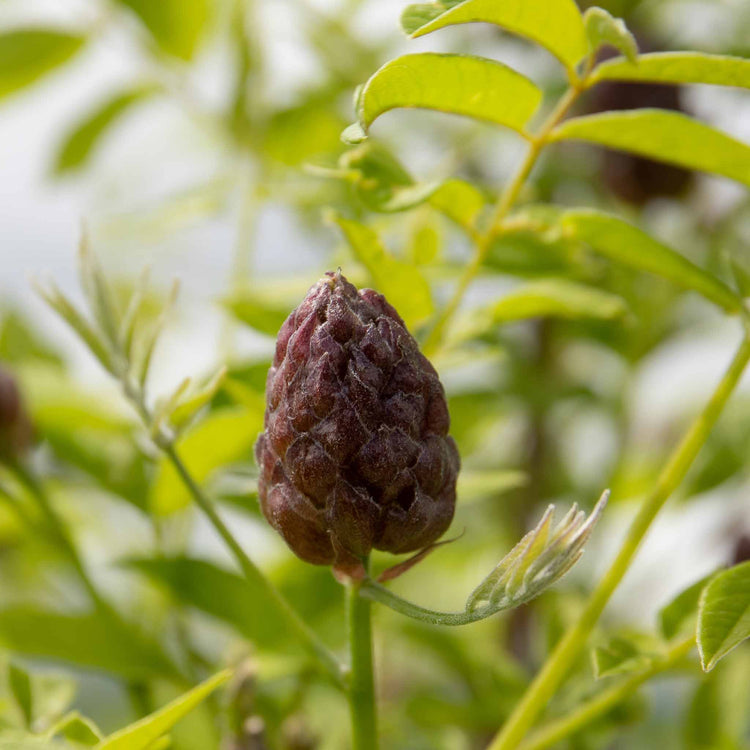 Wisteria 'Amethyst Falls'