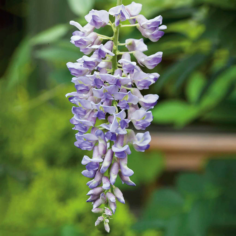Wisteria 'Amethyst Falls'