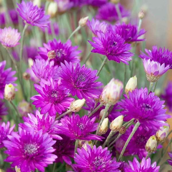 Xeranthemum annum Seeds