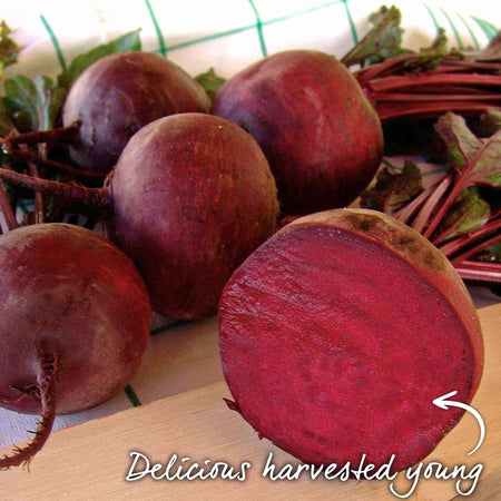 Beetroot Seeds 'Monika'