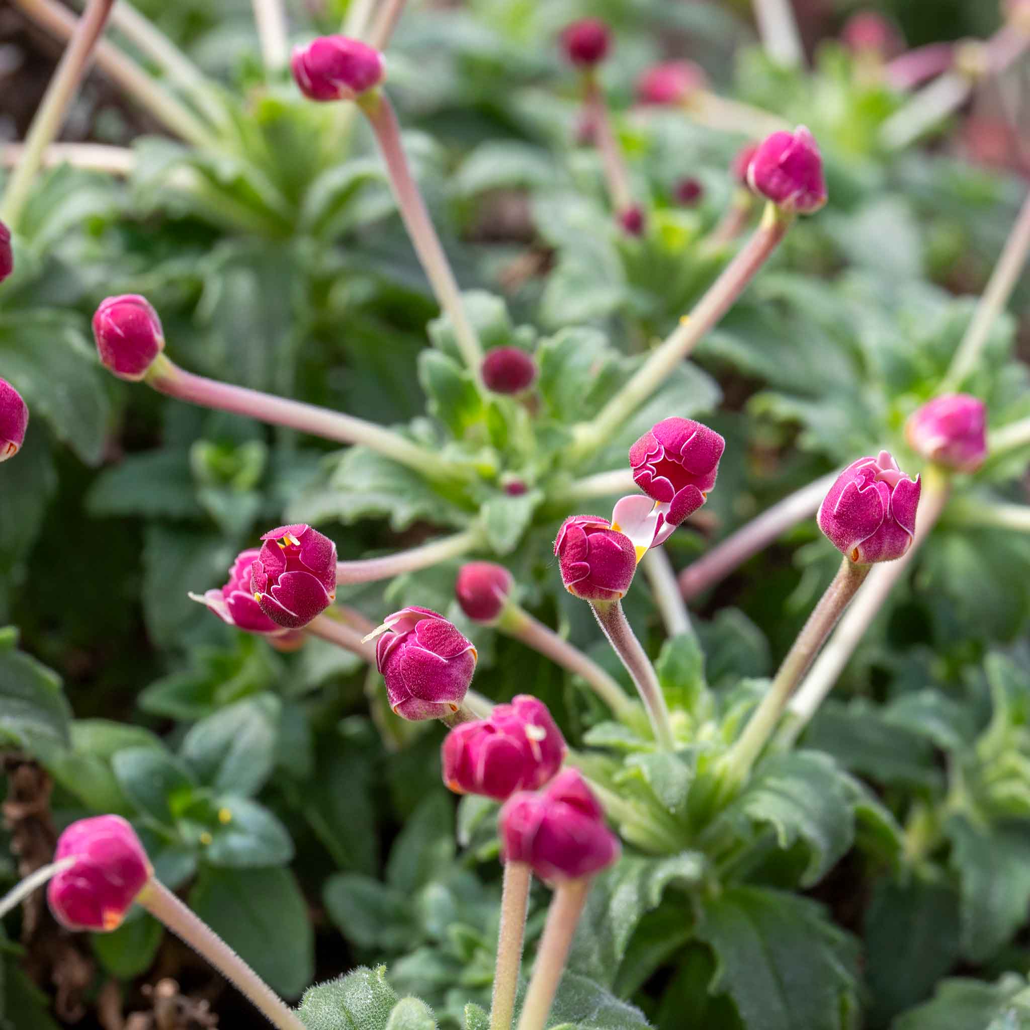 Zaluzianskya Plant 'Star Balsam' | Marshalls Garden