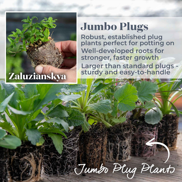 Zaluzianskya Plant 'Orange Eye'