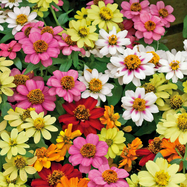 Zinnia Plant 'Zahara Mixed'