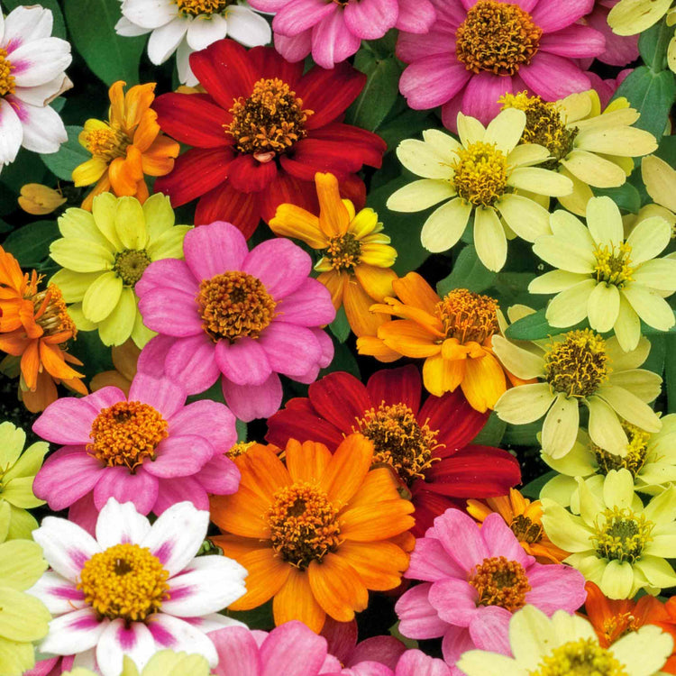 Zinnia 'Zahara Mixed'