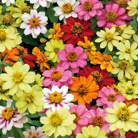 Zinnia 'Zahara Mixed'