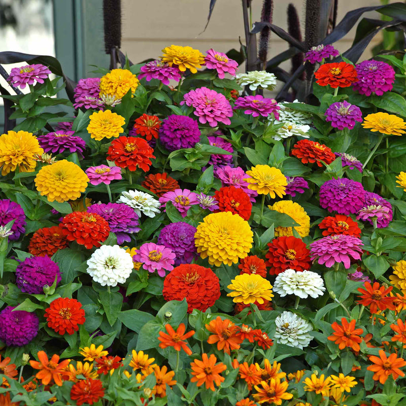 Zinnia Plant 'Zesty' F1 Mix