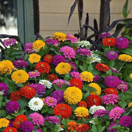 Zinnia Plant 'Zesty' F1 Mix
