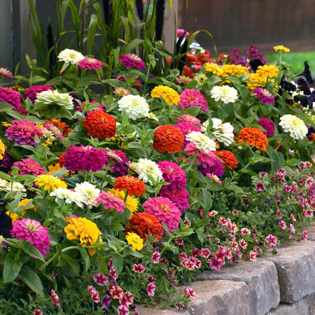 Zinnia Plant 'Zesty' F1 Mix