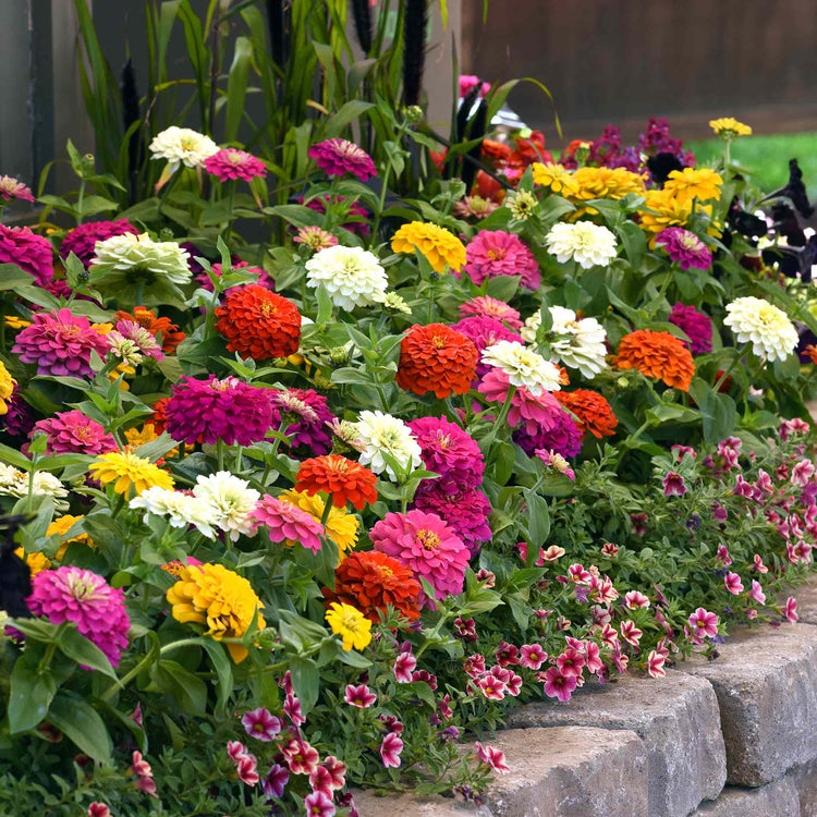 Zinnia Plant 'Zesty' F1 Mix
