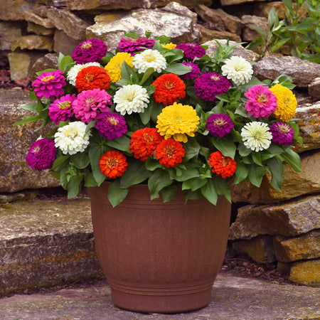 Zinnia Plant 'Zesty' F1 Mix