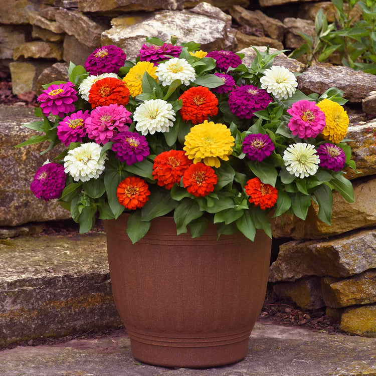 Zinnia Plant 'Zesty' F1 Mix