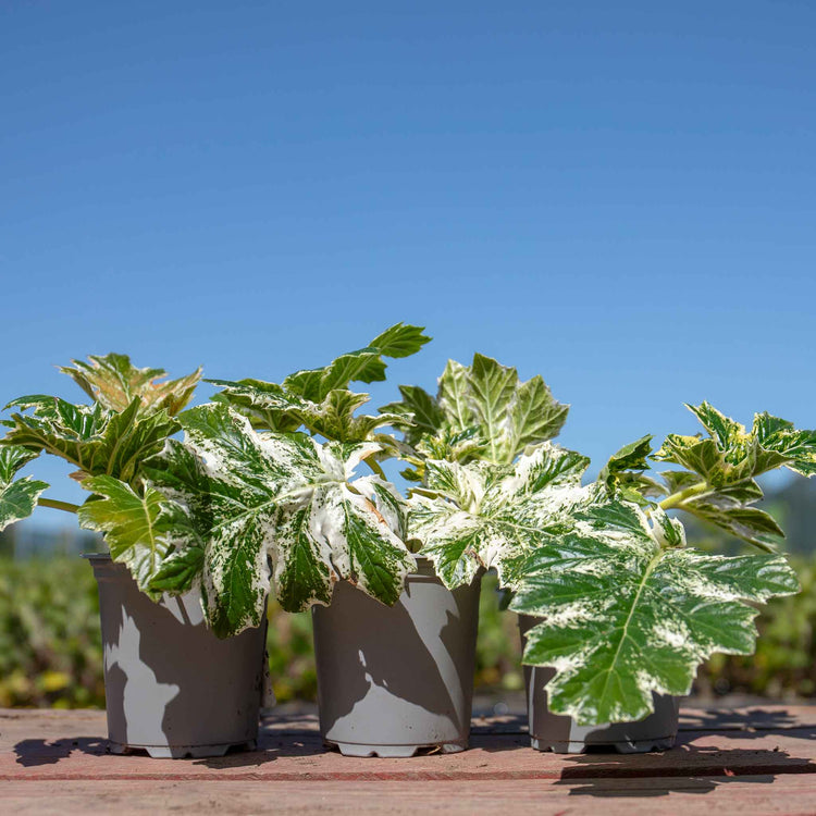 Acanthus 'Whitewater'