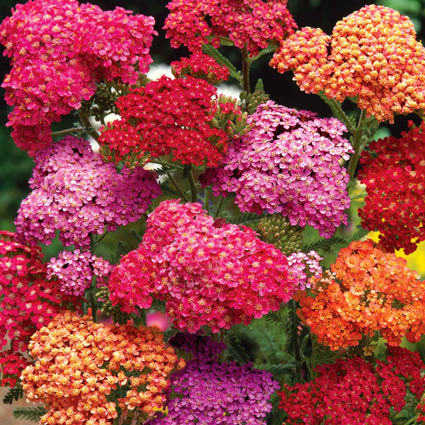 Achillea Plant 'Summer Berries Mixed'