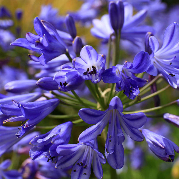 Agapanthus Plant 'Sea Storm'