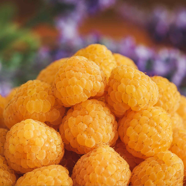 Raspberry All Gold Rhs Raspberry Plant 'All Gold' | Marshalls Garden