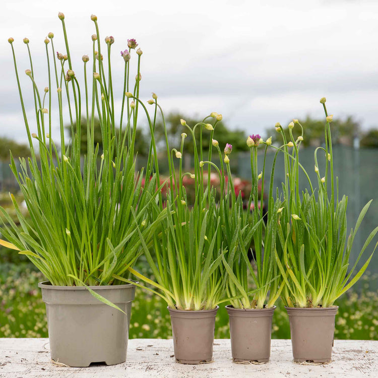 Allium 'Millennium'