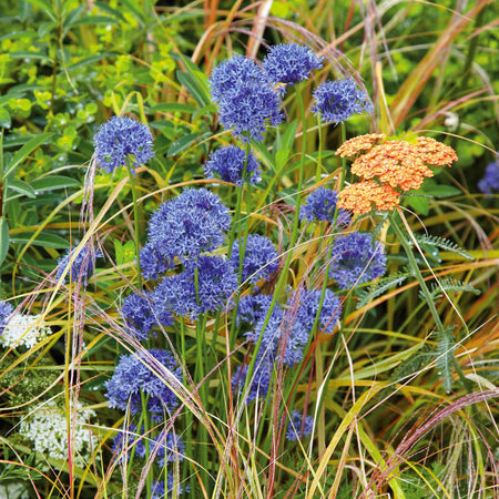 Allium Bulbs 'Caeruleum'