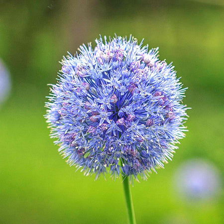 Allium Bulbs 'Caeruleum'