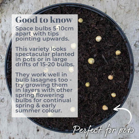 Allium Bulbs 'Caeruleum'