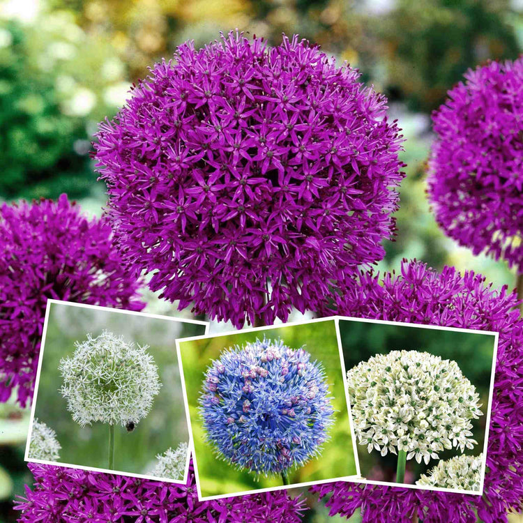 Marshalls 'Ultimate Allium' Bulb Collection