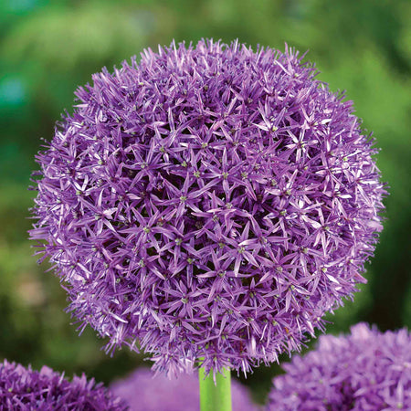 Allium Bulbs 'Globemaster'