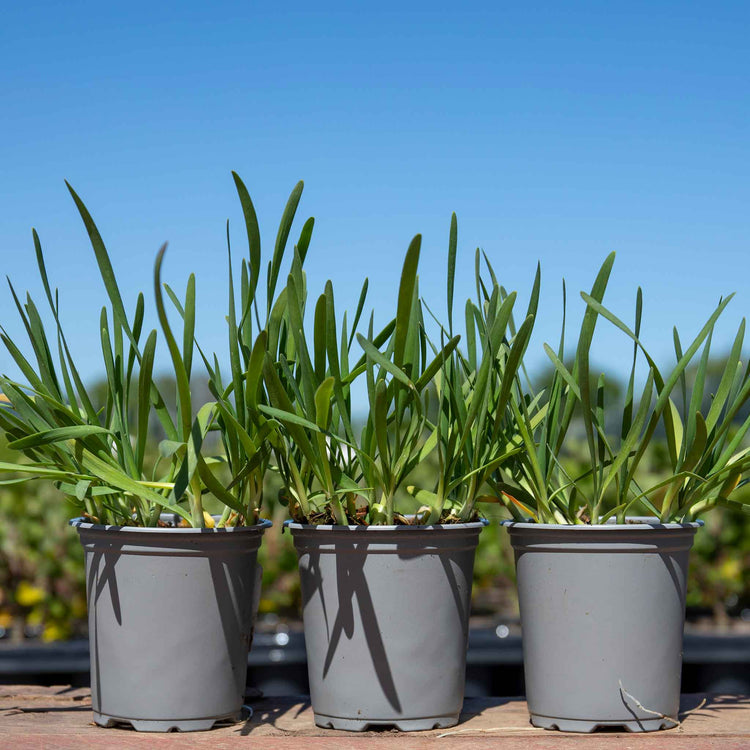 Allium 'Serendipity'