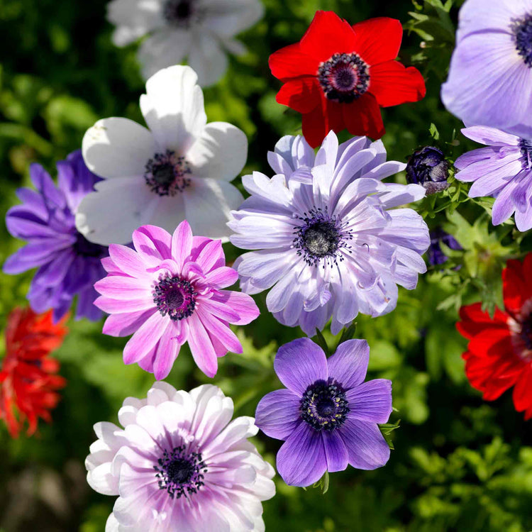 Bees & Butterfly Happy Collection