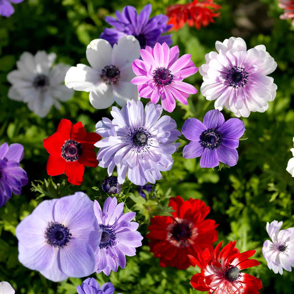 Anemone Bulb 'Coronaria de Caen Mix'