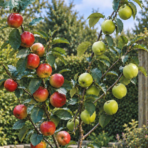 Apple Duo 'Braeburn' & 'Bramley'