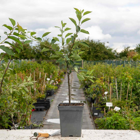 Crab Apple Tree Malus x Floribunda