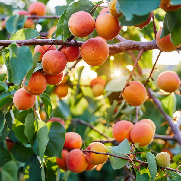 Apricot 'Moorpark'