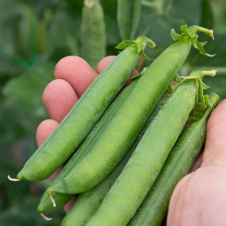 Pea Plant 'Kelvedon Wonder'