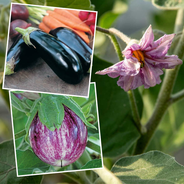 Aubergine Plant Collection