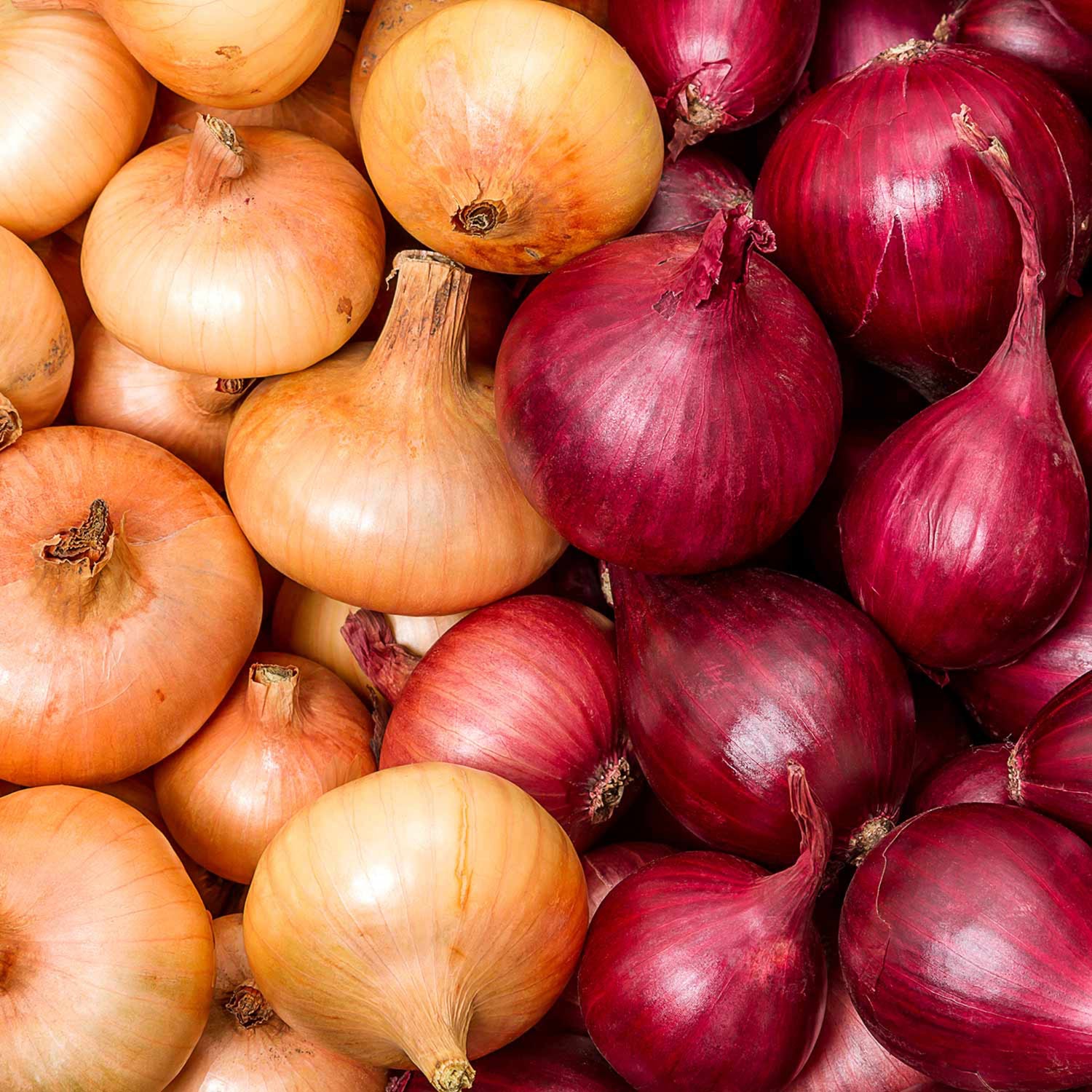 Autumn Planting Onion Duo Pack from Marshalls Garden showing a mix of red and yellow onions.