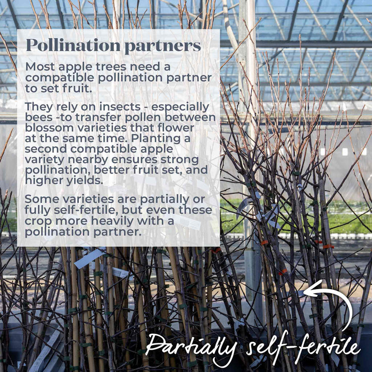 Apple Tree 'Greensleeves'