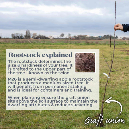 Apple Tree 'Bramley'