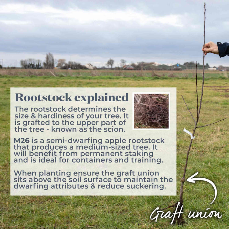 Apple Tree 'Bramley'
