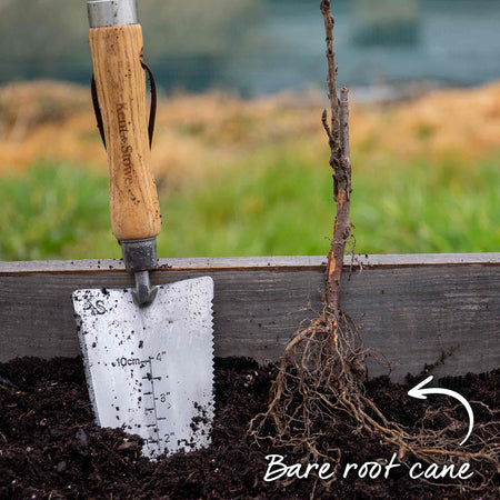 Blackcurrant Plant 'Ebony'