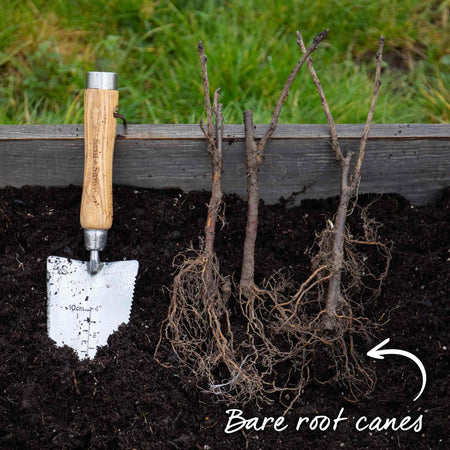 Currant Bush Collection