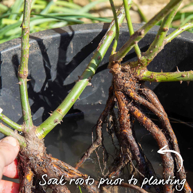 Rose Bush Plant 'Abracadabra'