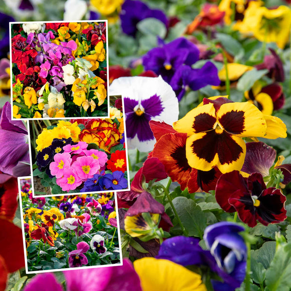Marshalls Garden 'Winter and Spring' Bedding Selection