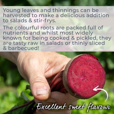 Beetroot Seeds 'Boltardy'