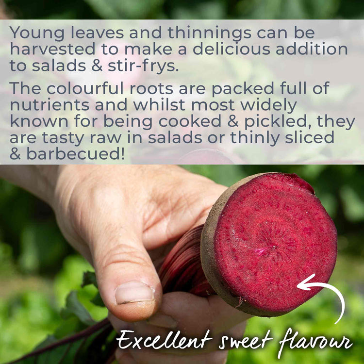 Beetroot Seeds 'Boltardy'
